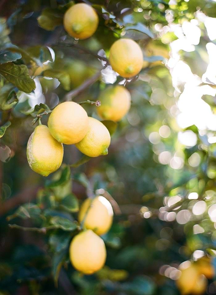 Ashley and Justin's Wedding at San Ysidro Ranch, Santa Barbara, CA. Design by Alexandra Kolendrianos, florals by TOAST photography by Kristen Beinke | www.kristenbeinke.com